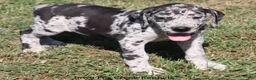 Great Dane dogs for sale: Samson - Ad 10