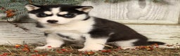Siberian Husky dogs for sale: Lucy - Ad 5