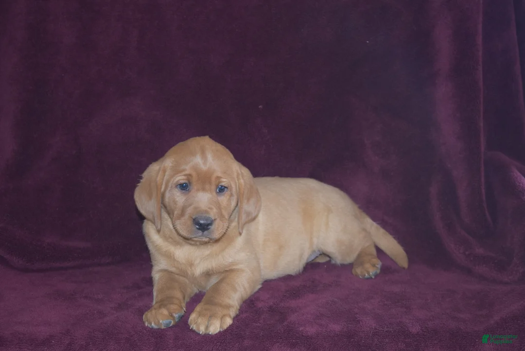 Labrador Retriever dogs for sale: Labrador Retriever Puppy 4 - Ad 3