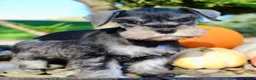 Miniature Schnauzer dogs for sale: Ellie Female AKC Mini Schnauzer - Ad 7