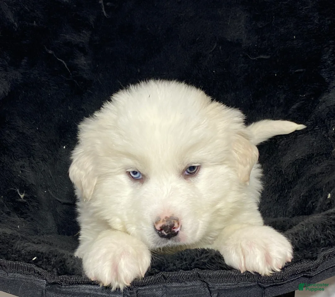 Great Pyrenees dogs for sale: Gunner  - Ad 1