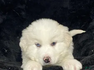 Great Pyrenees dogs Gunner - Ad 39