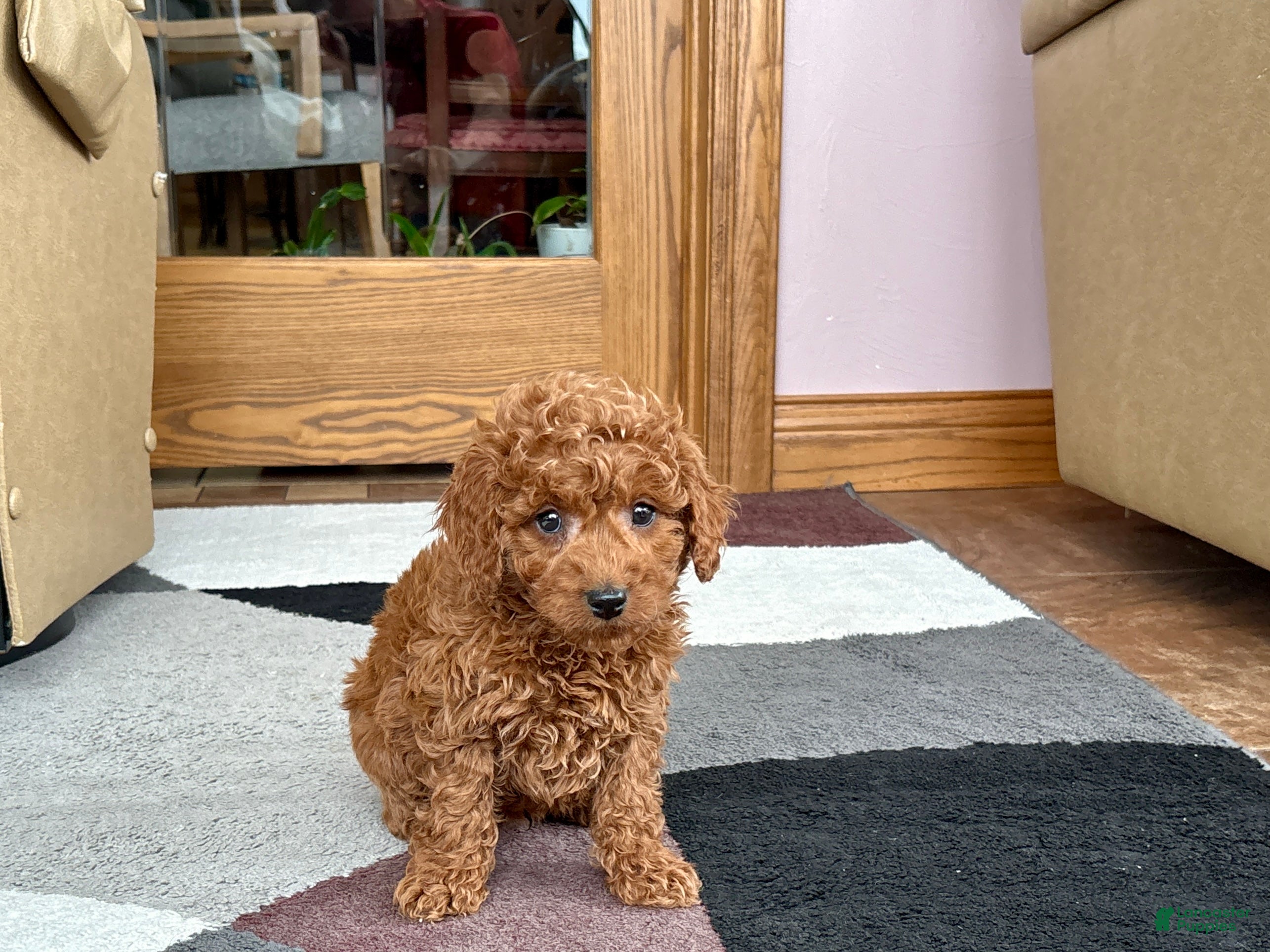 Cavapoo dogs Cavapoo male Puppy 2 - Ad 2