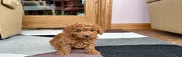 Cavapoo dogs for sale: Cavapoo male Puppy 2 - Ad 2