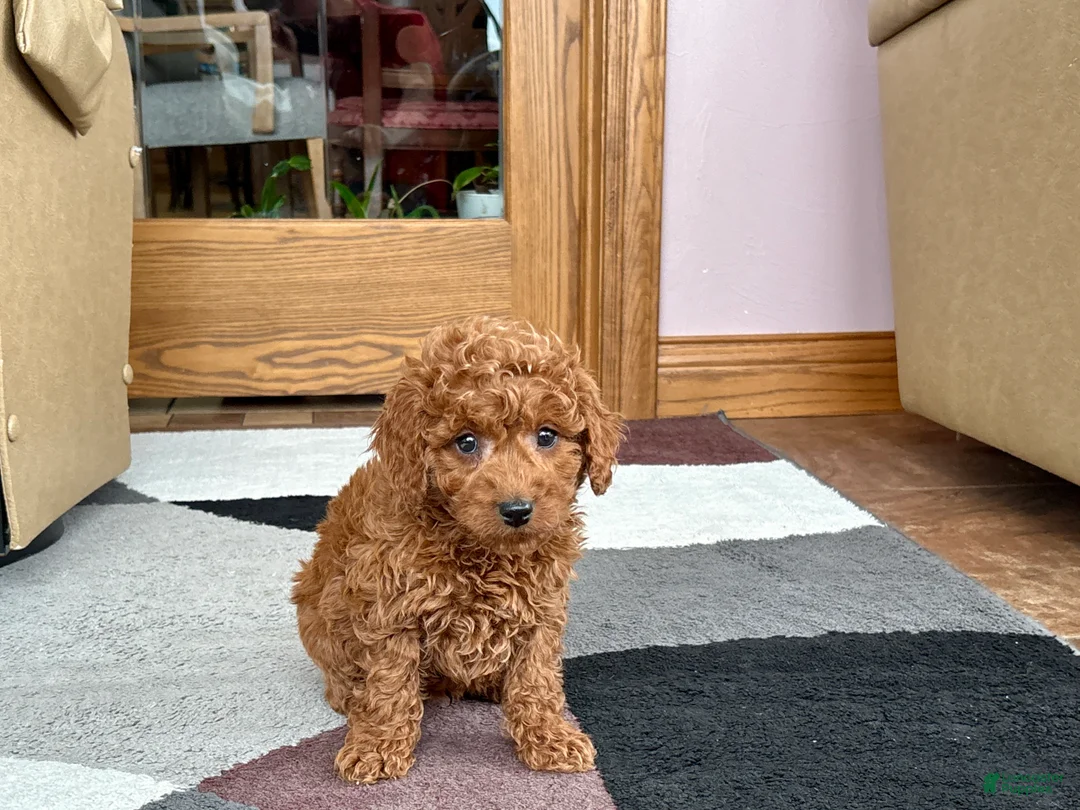 Cavapoo dogs for sale: Cavapoo male Puppy 2 - Ad 2