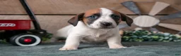 Jack Russell Terrier dogs for sale: Penny - Ad 2