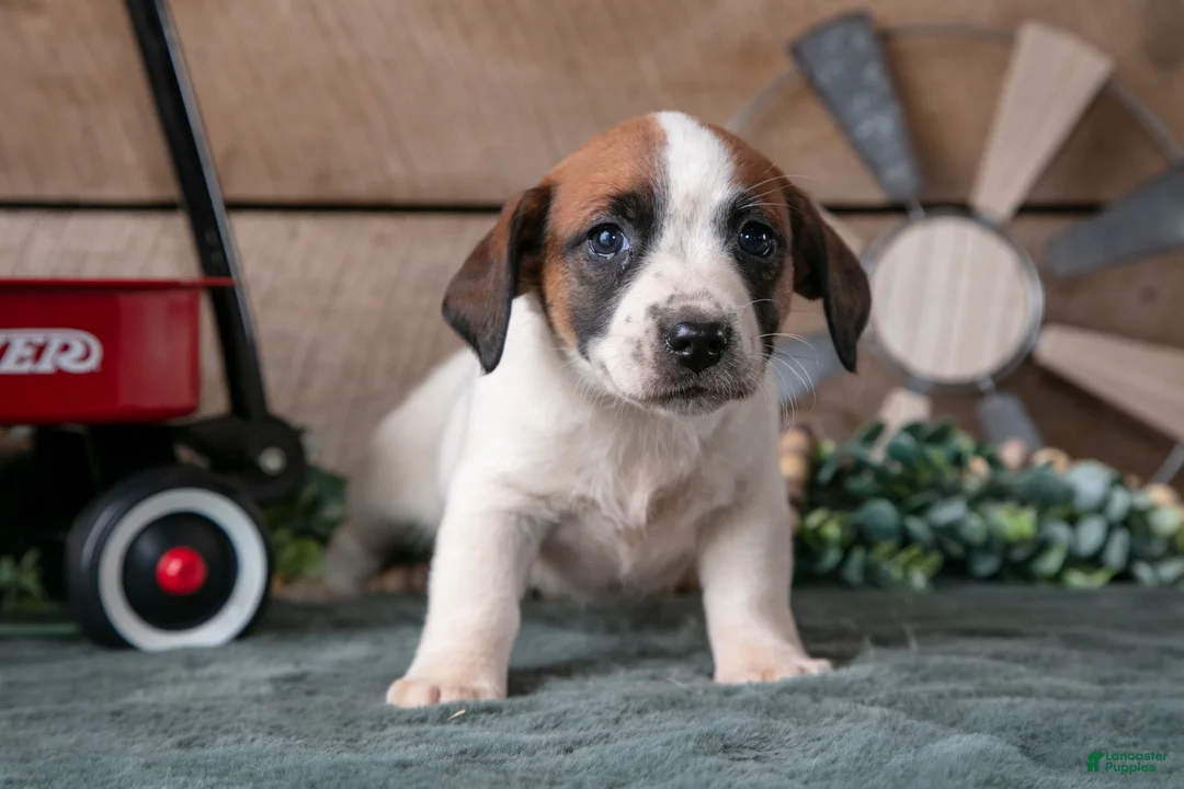 Jack Russell Terrier dogs for sale: Penny - Ad 2