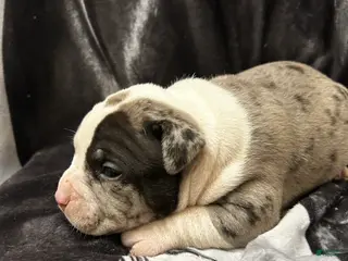 American Bully dogs American Bully Puppy 2 - Ad 40