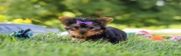Yorkshire Terrier dogs for sale: Fiona - Ad 3