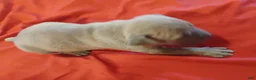 American Pit Bull Terrier dogs for sale: American Pit Bull Terrier 3 - Ad 2
