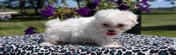 Maltese dogs for sale: Trixie - Ad 8