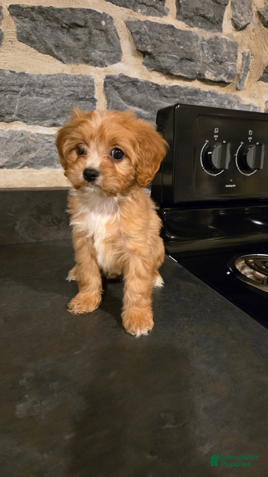 Cavapoo dogs for sale: Whitney - Ad 8