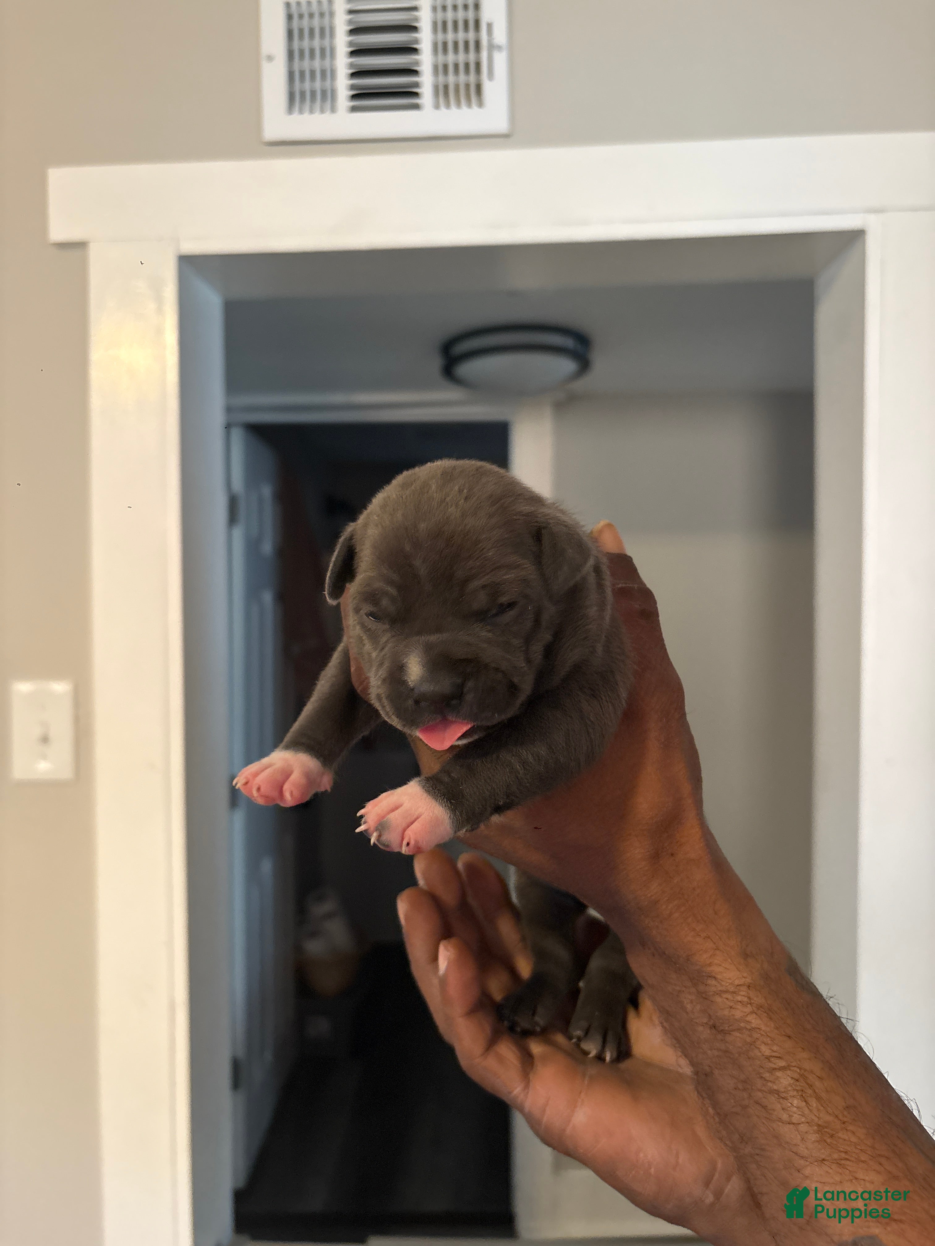 American Bully dogs American Bully Puppy 5 - Ad 3