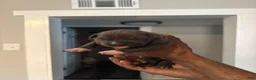 American Bully dogs for sale: American Bully Puppy 5 - Ad 1