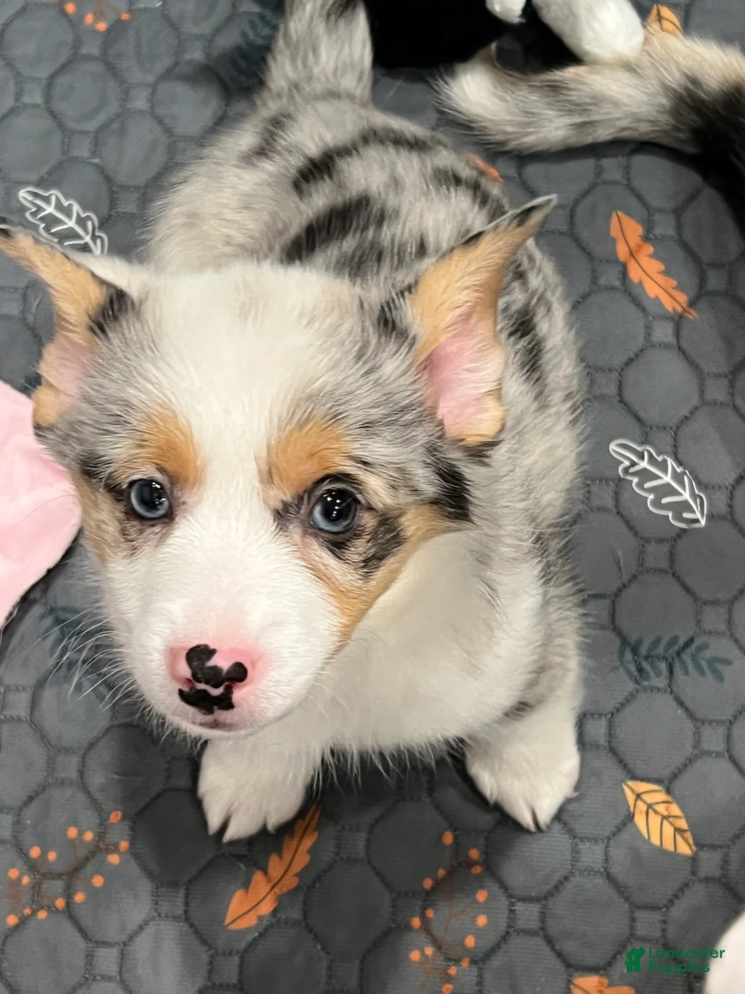 Welsh Corgi Pembroke dogs for sale:  Little L merle - Ad 2