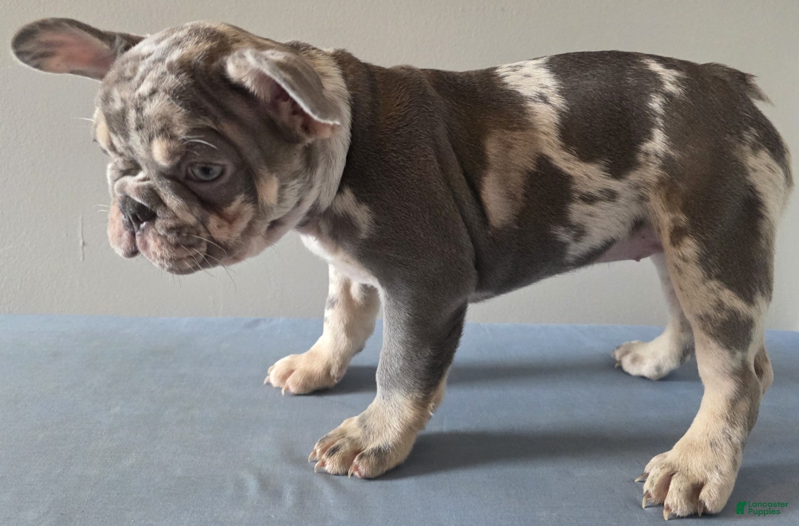 French Bulldog dogs Rosemary - Ad 2
