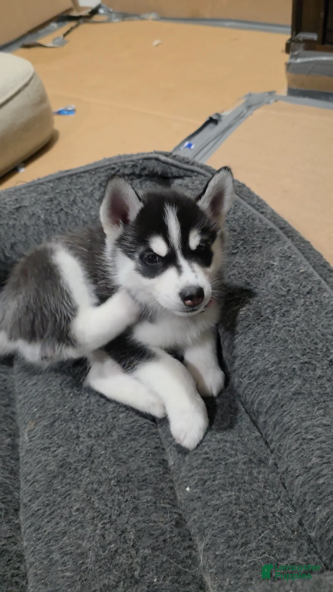 Siberian Husky dogs for sale: Siberian Husky Puppy 2 - Ad 2