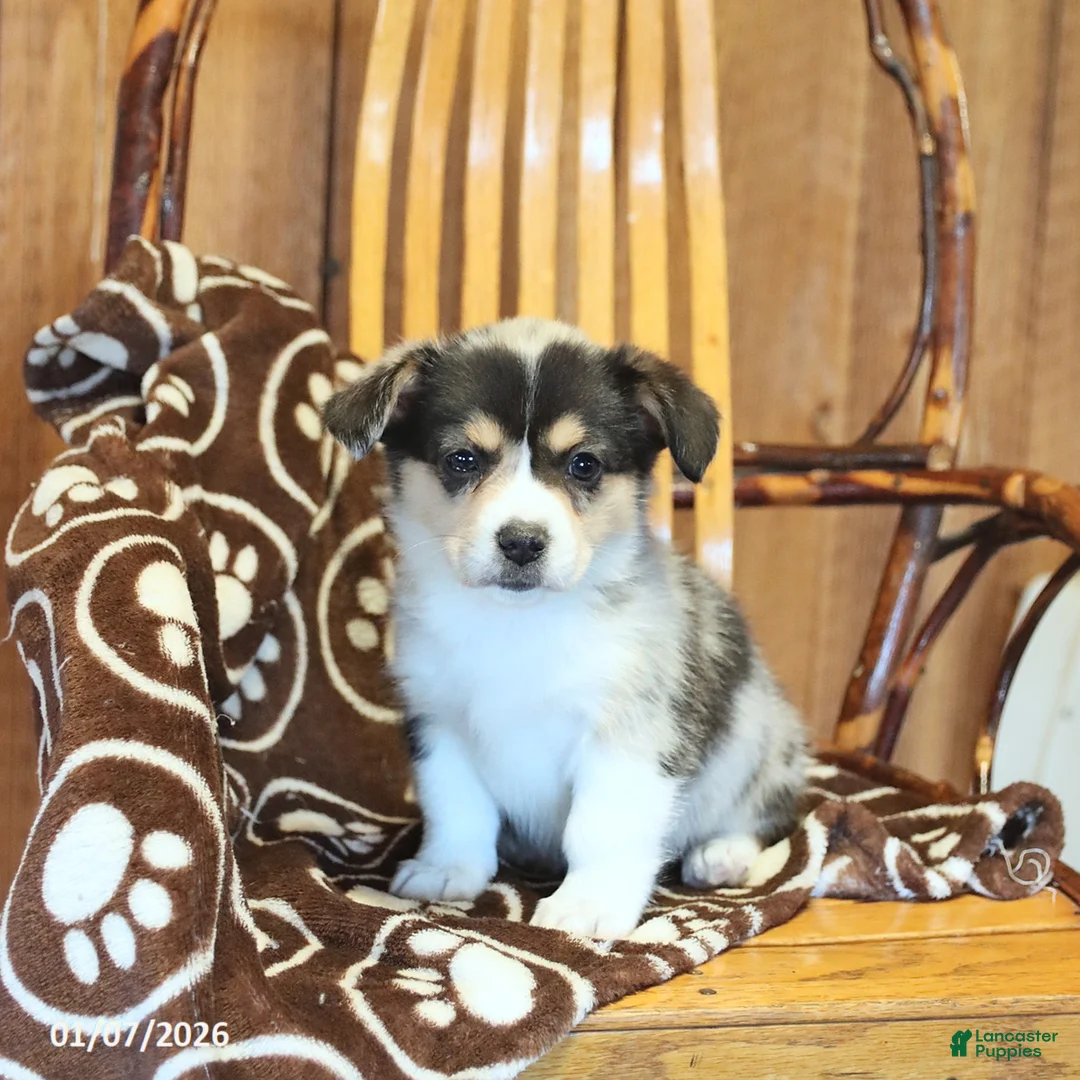 Mixed Breed dogs for sale: Angel - Ad 2