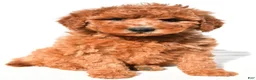 Mini Goldendoodle dogs for sale: Miley - Ad 4