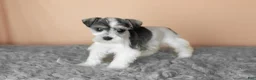 Miniature Schnauzer dogs for sale: Stella - Ad 3