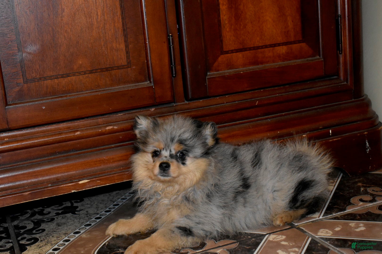 Pomeranian dogs Bella Merle tricolor  - Ad 2