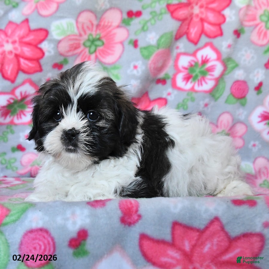 Teddy Bear dogs Callie - Ad 2