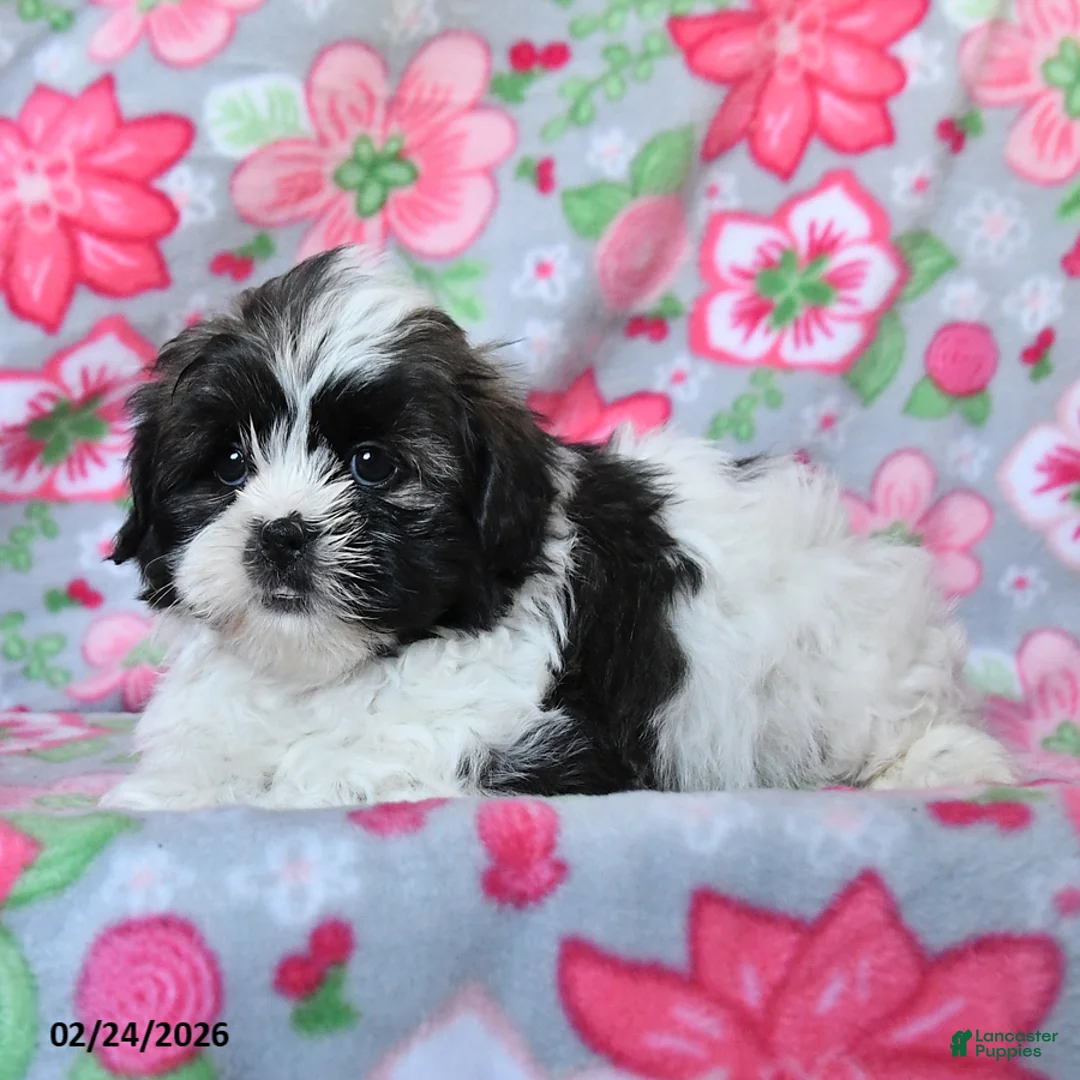 Teddy Bear dogs for sale: Callie - Ad 2