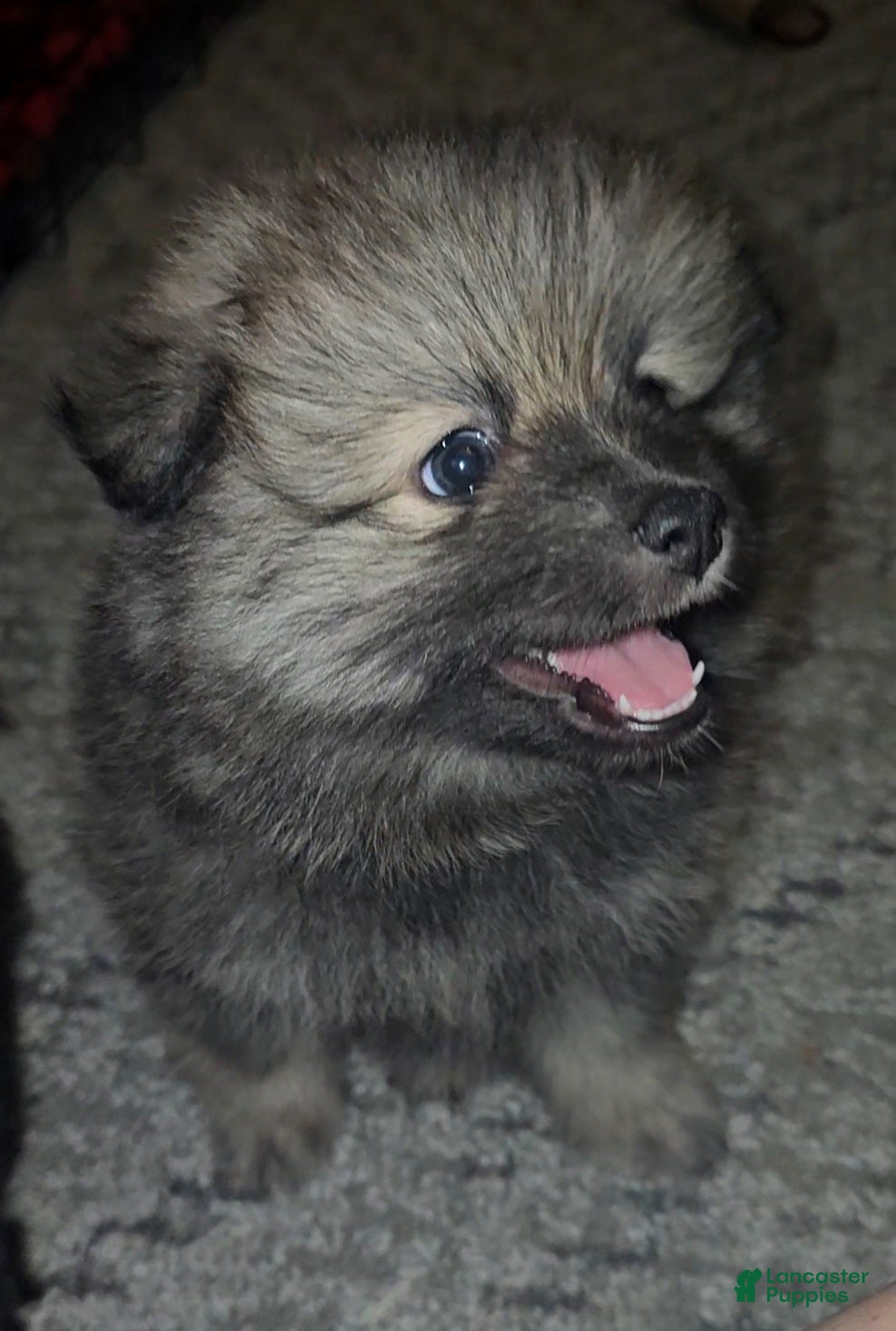 Pomeranian dogs Tank - Ad 1