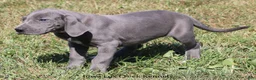 Great Dane dogs for sale: Sapphire - Ad 8