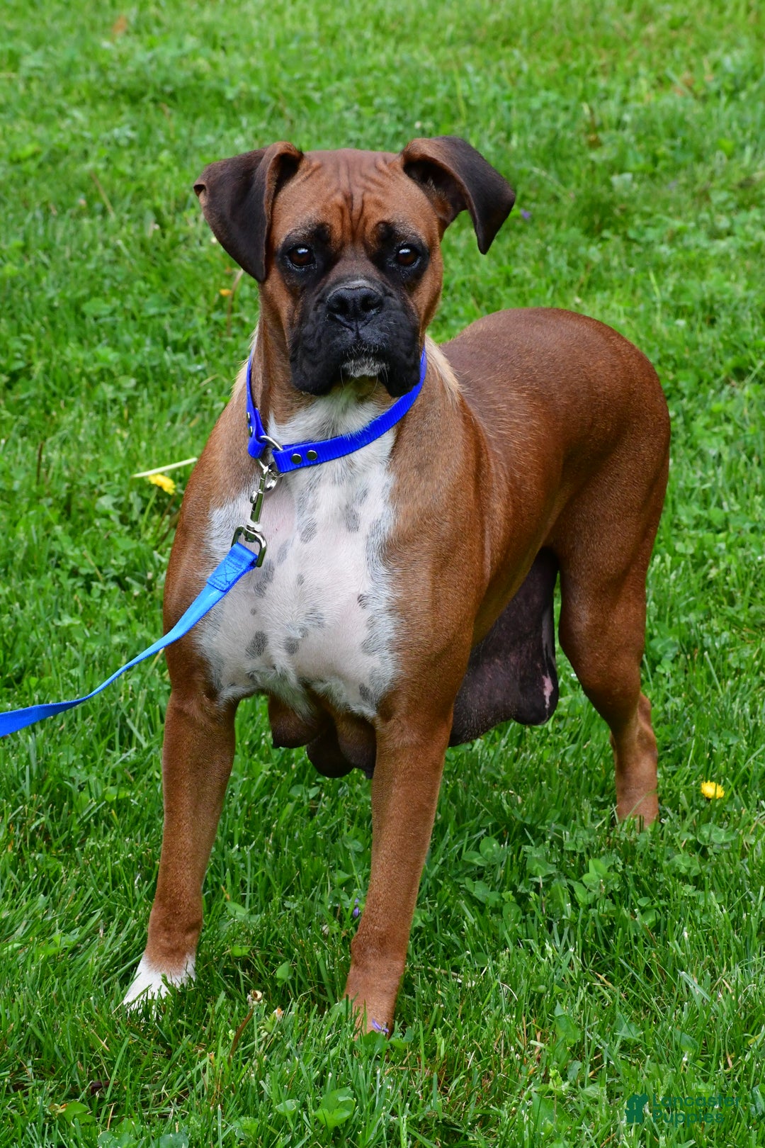 Boxer dogs for sale: Annie - Ad 9