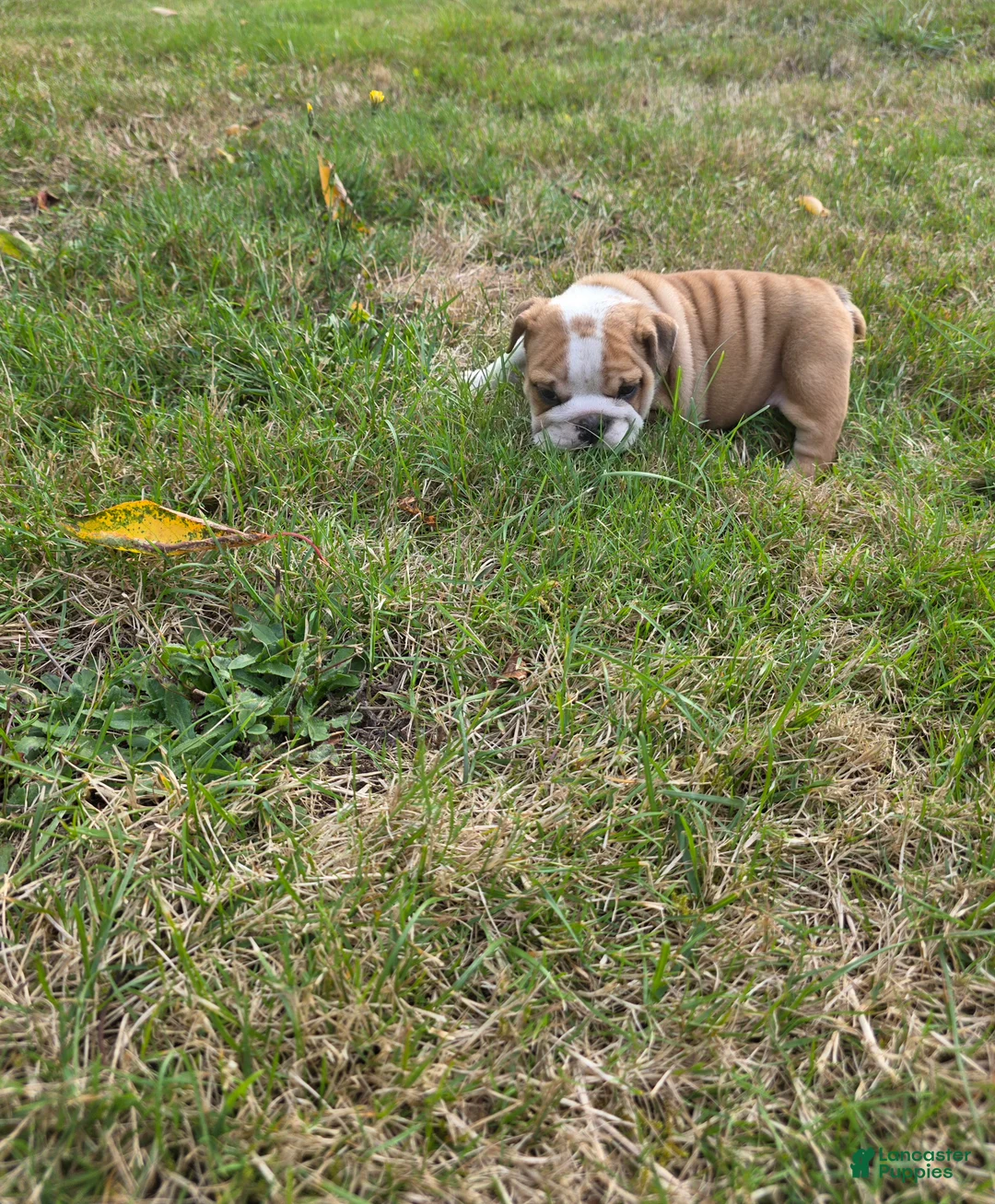 English Bulldog dogs for sale: Chevy - Ad 2