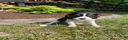 Beaglier dogs for sale: Abby - Ad 9