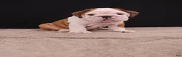 English Bulldog dogs for sale: Bruno - Ad 3