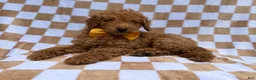Miniature Poodle dogs for sale: Moose - Ad 3