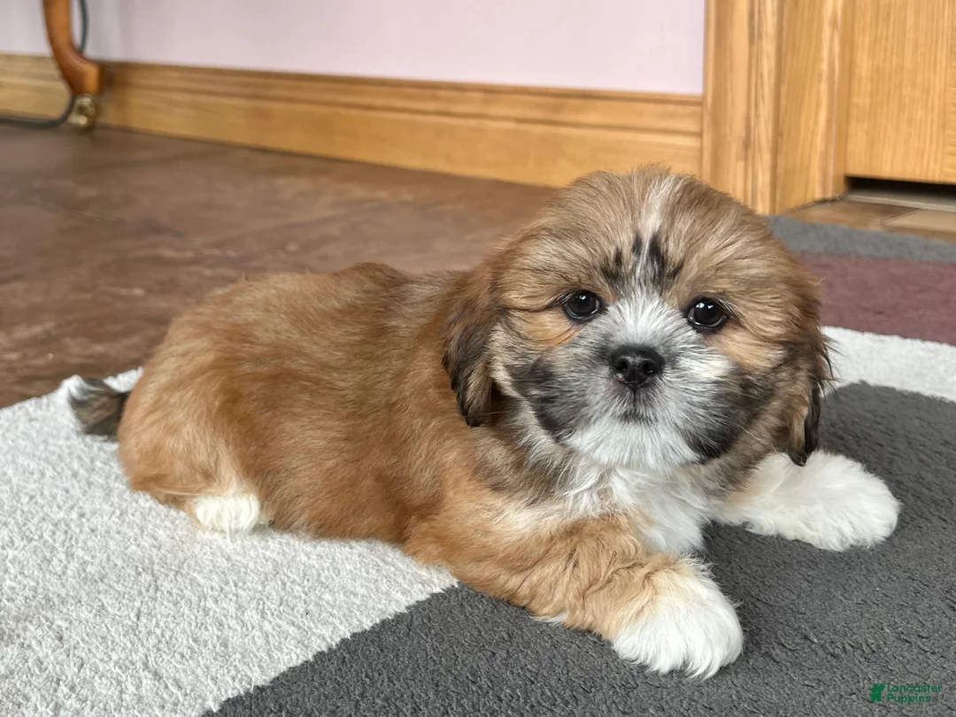 Lhasa Apso dogs for sale: Lacie - Ad 2