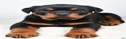 Rottweiler dogs for sale: Prince - Ad 4