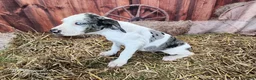 Catahoula Leopard Dog dogs for sale: Angel 2025 Female 1 - Ad 14