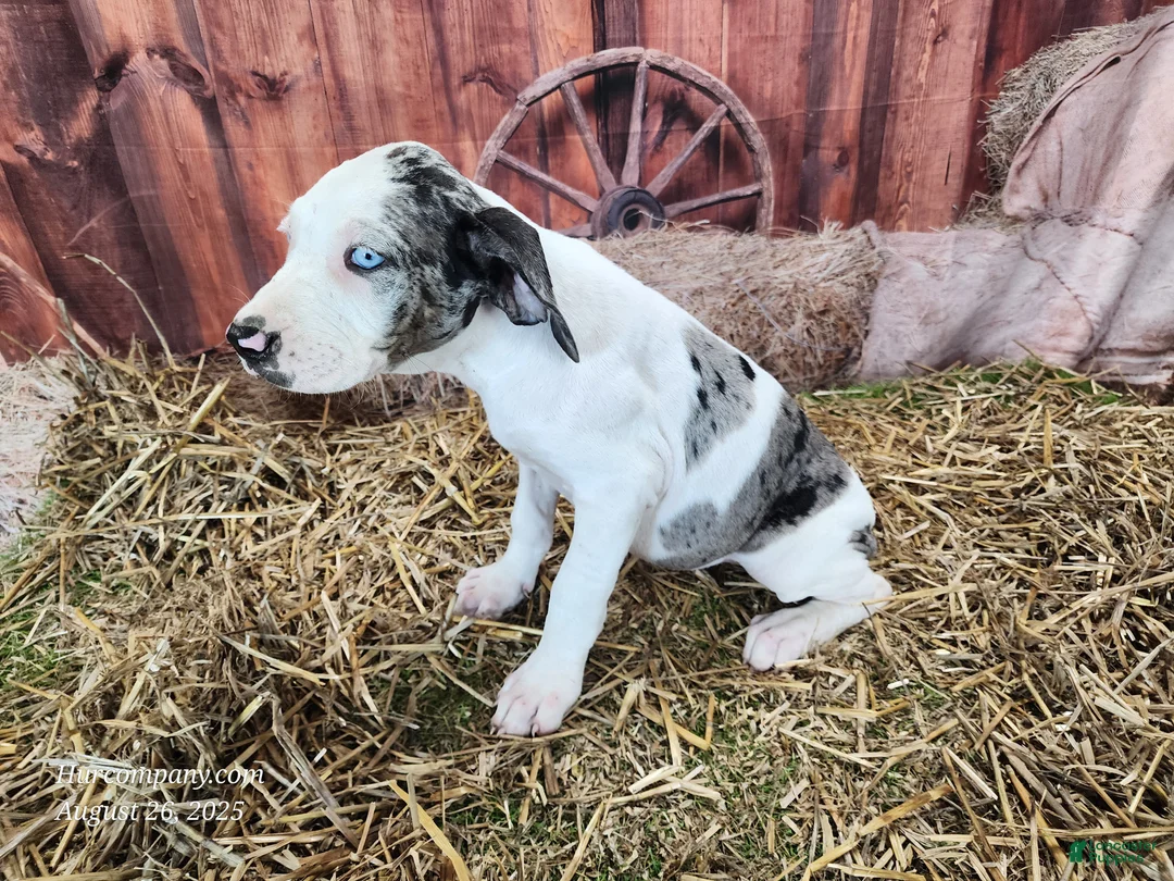 Catahoula Leopard Dog dogs for sale: Angel 2025 Female 1 - Ad 14