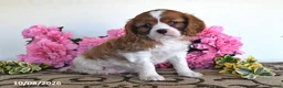 Cavalier King Charles Spaniel dogs for sale: Carmel - Ad 1