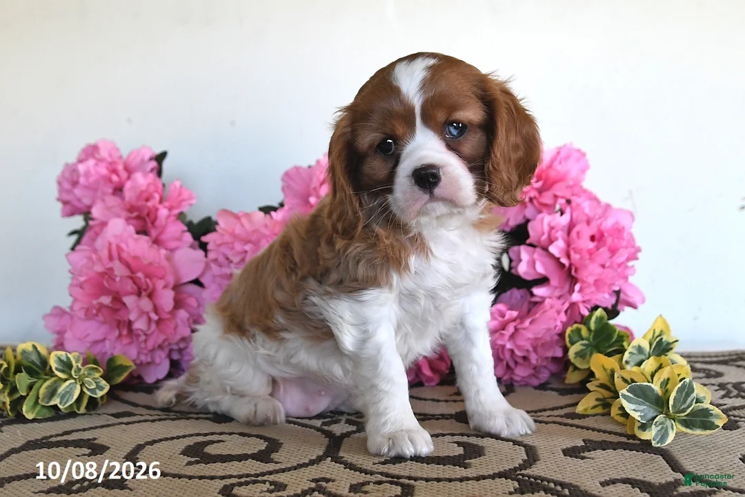 Cavalier King Charles Spaniel dogs for sale: Carmel - Ad 1