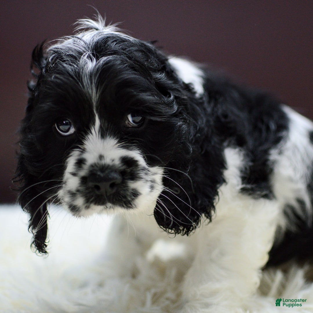 Cocker Spaniel dogs for sale: Newton - Ad 4