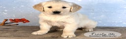 Golden Retriever dogs for sale: Frosty - Ad 2