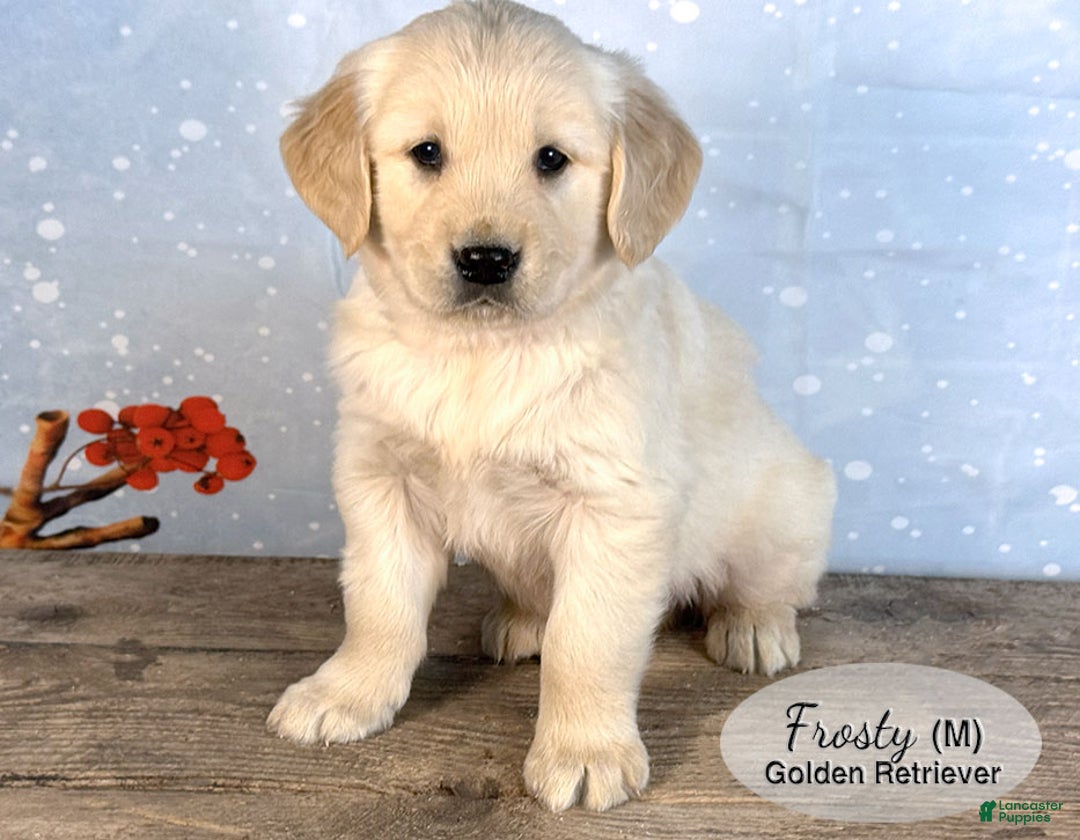 Golden Retriever dogs for sale: Frosty - Ad 2