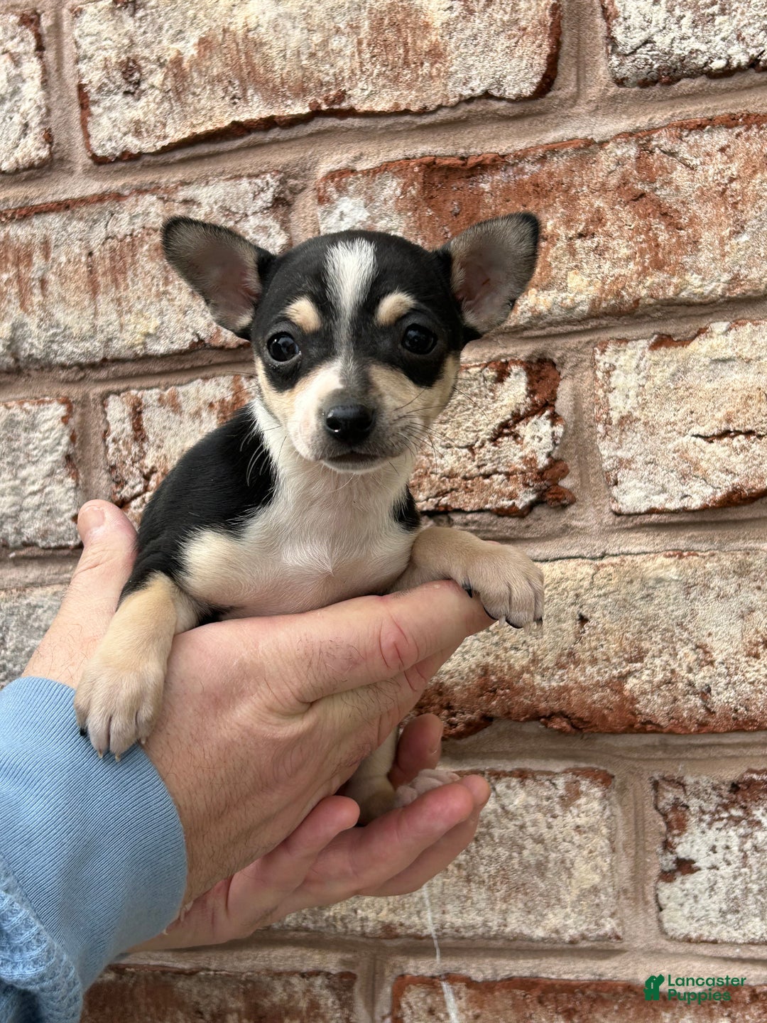 Chihuahua dogs for sale: Rosie - Ad 3