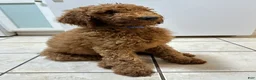 Standard Poodle dogs for sale: Blue - Ad 3