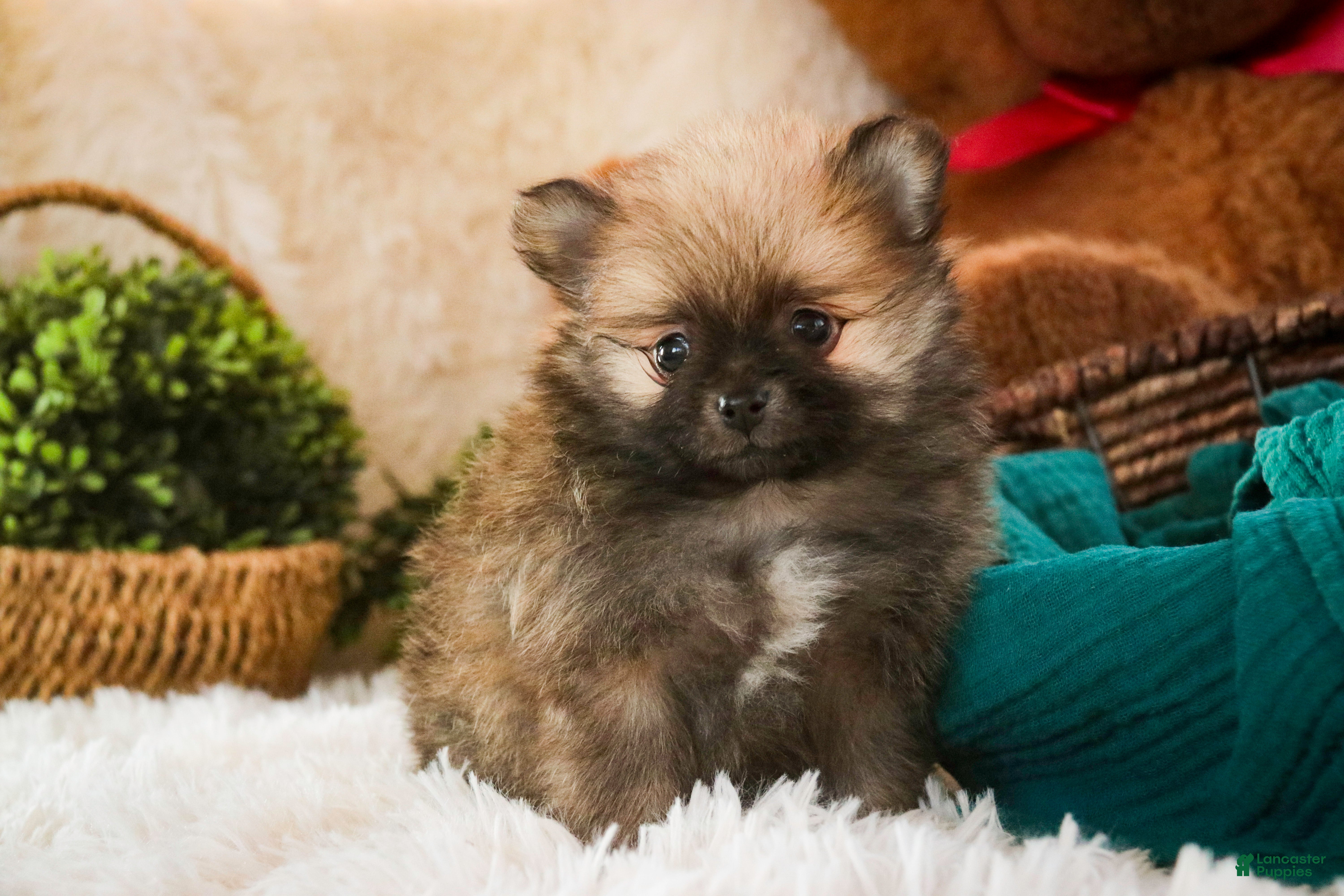 Pomeranian dogs Bingley - Ad 5