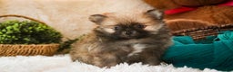Pomeranian dogs for sale: Bingley - Ad 1