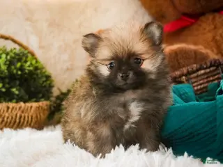 Pomeranian dogs Bingley - Ad 8