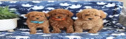 Miniature Poodle dogs for sale: Nicholas - Ad 2