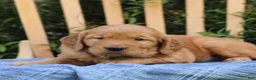 Mixed Breed dogs for sale: Samson  - Ad 3